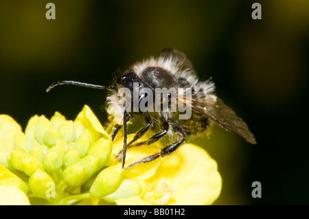 Rouge mason Bee Banque D'Images