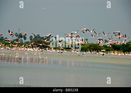 Flamants Roses en koothankulam Thirunelvelli au vol, District, Tamil Nadu Banque D'Images