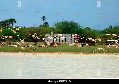 Flamants Roses en koothankulam Thirunelvelli au vol, District, Tamil Nadu Banque D'Images