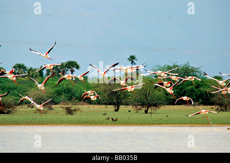 Flamants Roses en koothankulam Thirunelvelli au vol, District, Tamil Nadu Banque D'Images