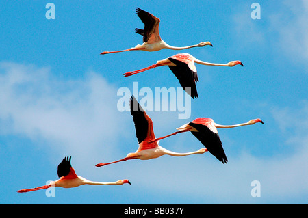 Flamants Roses en koothankulam Thirunelvelli au vol, District, Tamil Nadu Banque D'Images