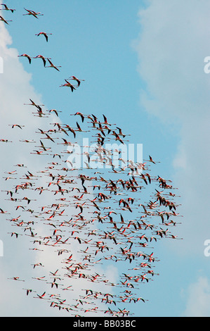 Flamants Roses en koothankulam Thirunelvelli au vol, District, Tamil Nadu Banque D'Images