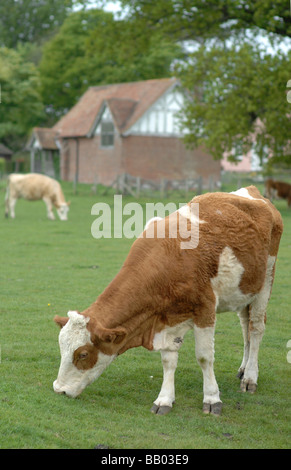 Le pâturage des vaches par une église dans le Kent Banque D'Images