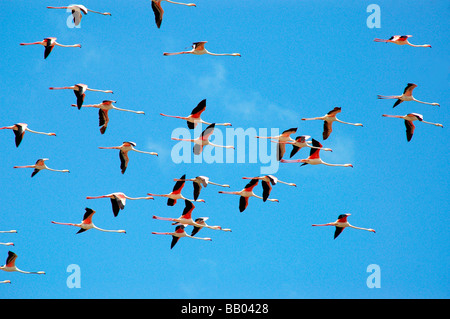 Flamants Roses en koothankulam Thirunelvelli au vol, District, Tamil Nadu Banque D'Images
