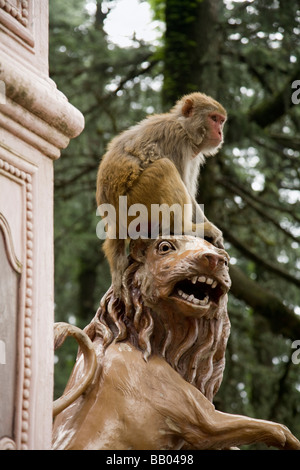 Singe rhésus macaques assis sur un temple statue d'un lion, sur le chemin du Temple Jakhu (Monkey Temple). Shimla. L'Inde. Banque D'Images