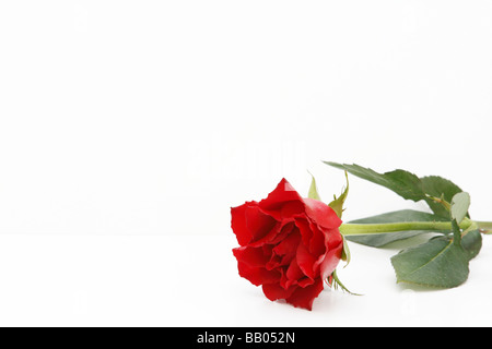 Seul red carnation flower isolated (découpe) sur fond blanc. Mai 2009 Banque D'Images