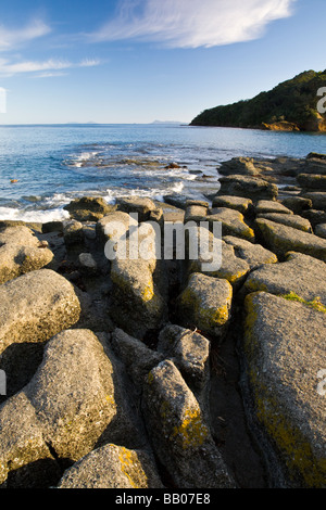 Côte sauvage à Goat Island Marine Reserve Leigh Île du Nord Nouvelle-zélande Banque D'Images