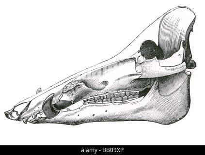 crâne d’un cochon Banque D'Images