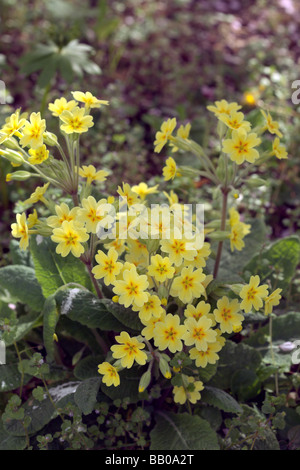 Primula veris faux oxlip x vulgaris Banque D'Images