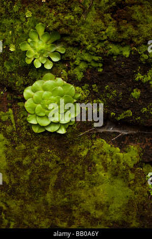 De plus en plus succulents sur un rocher Banque D'Images