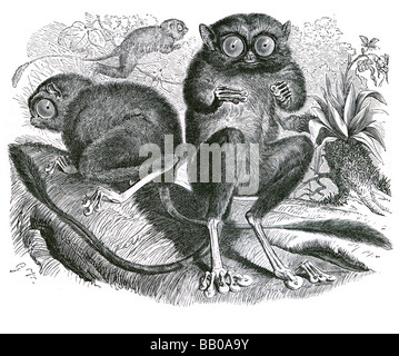 Haplorrhine Tarsius tarsier Tarsiers primates genre monotypique Tarsiidae famille existante solitaire infraordre Tarsiiformes isl Banque D'Images