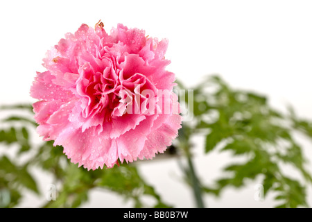 Seule fleur oeillet en fleur et isolé sur fond Banque D'Images