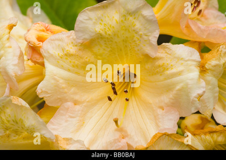 Rose pâle et jaune Rhododendron fleur Fleurs Banque D'Images