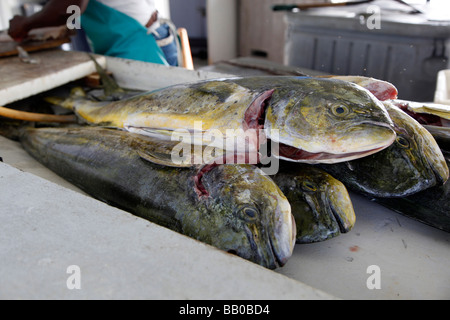 Le mahi-mahi (en hawaiien)[1] (Coryphaena hippurus) également connu sous le nom de coryphène ou dorado, frais et prêts pour filletting Banque D'Images