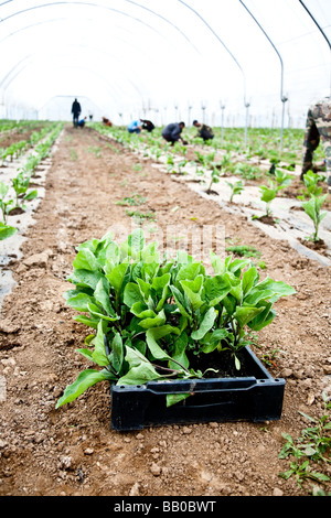 Les aubergines de la plantation d'une culture commerciale Il s'agit d'une production à grande échelle de plantes 15000 planté en grand Polytunnels Banque D'Images