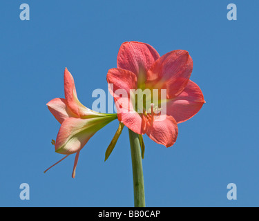 Amaryllis rose au printemps floraison amaryllidaceae Hippeastrum belladonna Banque D'Images