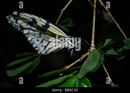 Leuconoe, un beau noir et blanc papillon - également connu sous le nom de papillon de Papier de Riz Banque D'Images