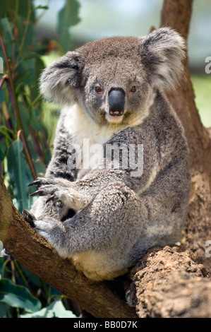 Koala dans le Zoo Taronga, Sydney, Australie. Banque D'Images