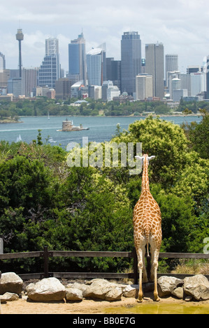 Girafe surplombe le Zoo Taronga Sydney Skyline. Nouvelle Galles du Sud, Australie. Banque D'Images