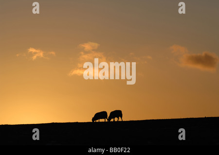 Les moutons silhouetté contre un glorieux coucher du soleil orange dans le Lake District Banque D'Images