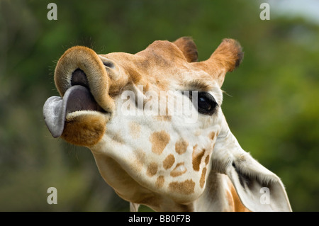 Avec girafe violet longue langue atteint pour une succursale de la ville de Kotor, Sydney, Australie. Banque D'Images