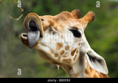 Avec girafe violet longue langue atteint pour une succursale de la ville de Kotor, Sydney, Australie. Banque D'Images