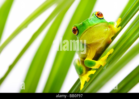 Petite grenouille verte assise sur une lame de verre Banque D'Images