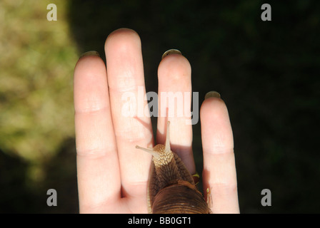 Femme tenant la main d'escargots Helix pomatia Europe garden Banque D'Images