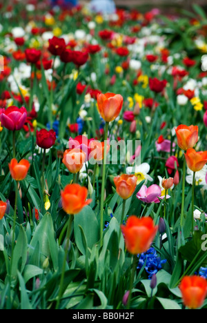 Les tulipes fleurissent dans les jardins de l'Groot-Bijgaarden en dehors de Bruxelles, Belgique Banque D'Images