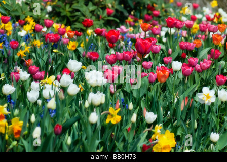 Les tulipes fleurissent dans les jardins de l'Groot-Bijgaarden en dehors de Bruxelles, Belgique Banque D'Images