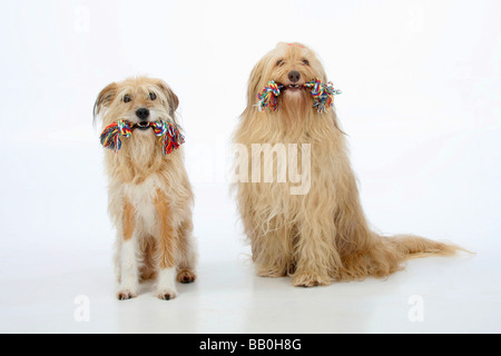 Mixed Breed Dog Toy Banque D'Images