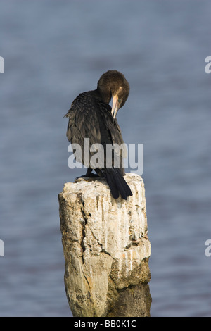 Grand Cormoran (Phalacrocorax adultes brasilianus) se lisser le dos Banque D'Images