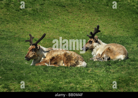 Le renne (Rangifer tarandus) reposant avec ses bois nouvellement formé avec velours de protection toujours en place Banque D'Images