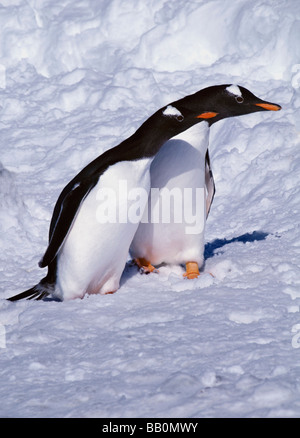 Une paire de manchots papous (Pygoscelis papua) debout dans la neige à Brown Bluff en Antarctique Banque D'Images
