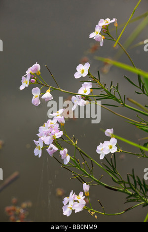 Marsh Willowherb, Epilobium Palustre, fleurs contre l'eau Banque D'Images