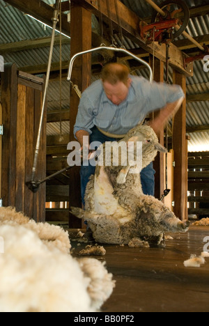 12818 travaillant dans shearing shed Banque D'Images