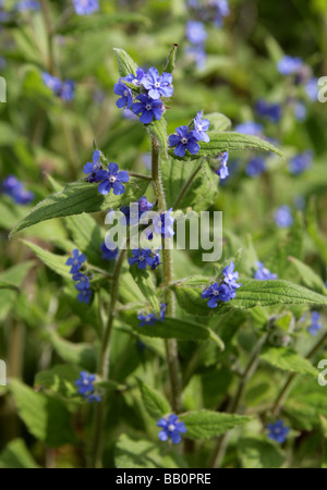 Orcanette vert, Pentaglottis sempervirens, Boraginacées Banque D'Images