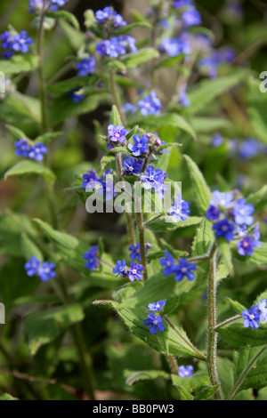 Orcanette vert, Pentaglottis sempervirens, Boraginacées Banque D'Images