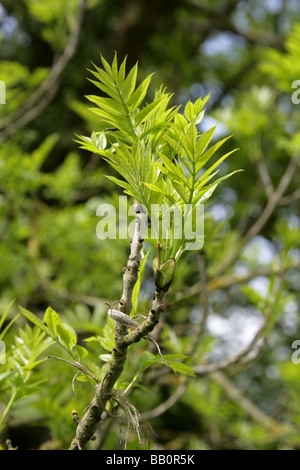 Les jeunes pousses de l'Ash ou frêne commun, Fraxinus excelsior, Oleaceae Banque D'Images