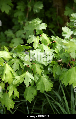 Domaine Maple, Acer campestre, Aceraceae Banque D'Images