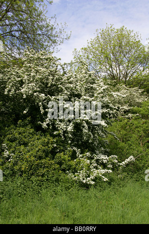 L'Aubépine commune, Crataegus monogyna, Rosaceae Banque D'Images