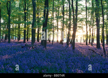 Ashridge jacinthes des bois Coucher de Buckinghamshire Banque D'Images