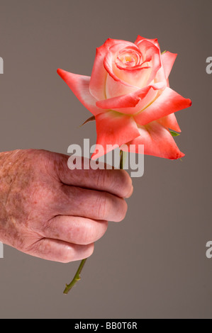 Close up of old hand holding rose Banque D'Images
