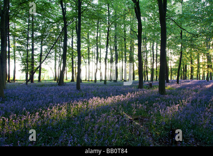 Ashridge jacinthes des bois Coucher de Buckinghamshire Banque D'Images