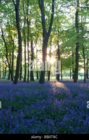 Ashridge jacinthes des bois Coucher de Buckinghamshire Banque D'Images