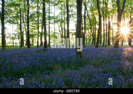 Ashridge jacinthes des bois Coucher de Buckinghamshire Banque D'Images