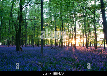 Ashridge jacinthes des bois Coucher de Buckinghamshire Banque D'Images