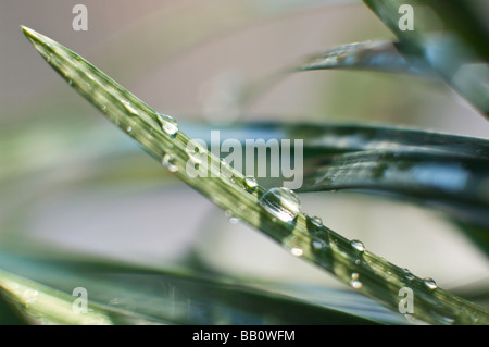 Les gouttelettes d'eau sur une plante d'herbe ornementale Banque D'Images