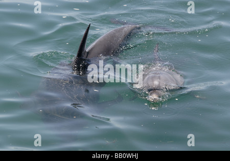 Bottlenosed Dolphins Off Bunbury Banque D'Images