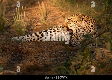 Leopard femme en colère gronde, montre les dents à des nuisances invisibles tout en étant allongé dans rayon de soleil Banque D'Images